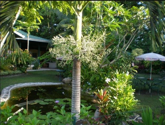 Diguoise Guest House La Digue Zewnętrze zdjęcie
